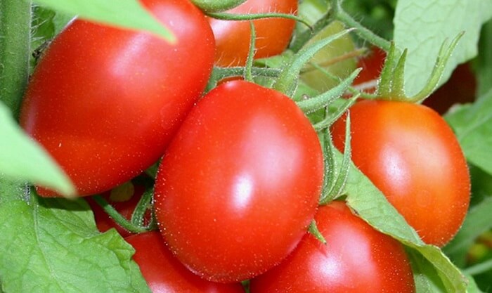 Hàm lượng vitamin C có trong cà chua rất cao5